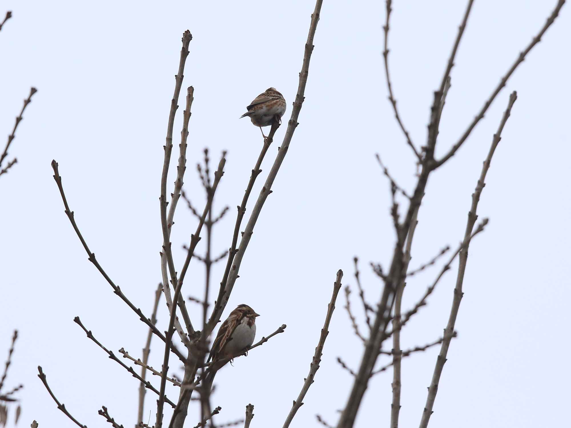 Rustic Bunting